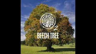 Beech Tree 1 min
