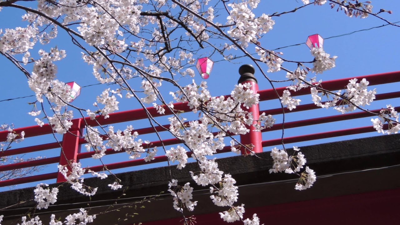 桜満開 小見川城山公園 Sakura Bloom Omigawa Shiroyama Park Youtube
