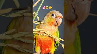 ¿Te encantan los loros? ❤️#subscribe #perritos #saludos #mascotas #cute #funny  #viral #shorts