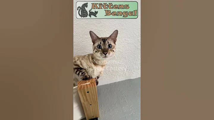 Video 11718991: bengalcat bengals kittens, cattery cats bengal, bengal cuties