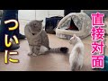 優しく猫社会を教える先住猫と勝気で抵抗する新入り子猫