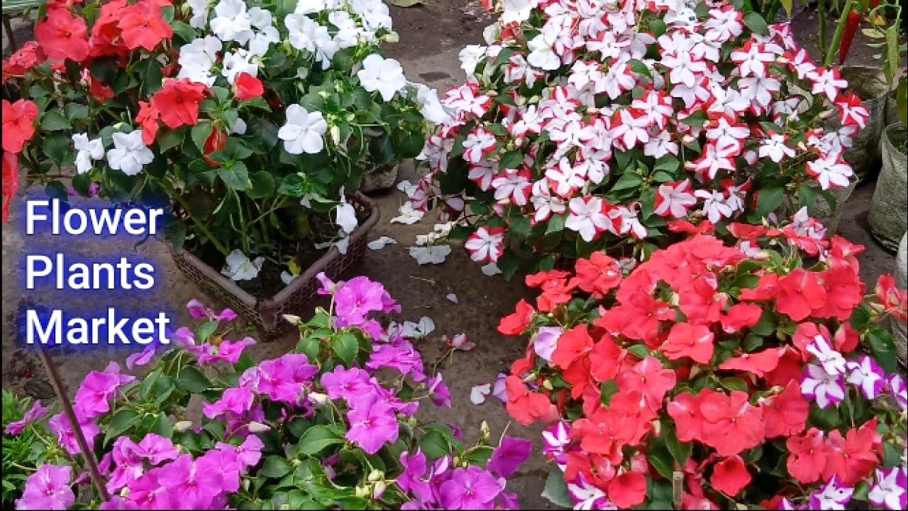 Sunday Flower Plants Market In Kolkata Galiff Street Visit Cycas