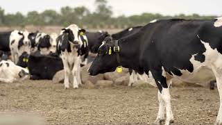 PF Datamars livestock the Dicksons 1920x1080 30 1
