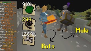 I Waited Here Until 3 AM To Catch Bot Farms Muling Their Gold