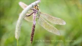 Anax imperator - warming wings