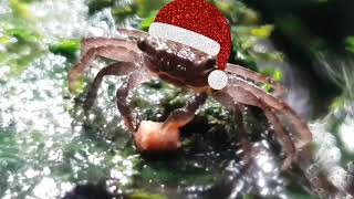 Merry Crabmas! | TheDeepHull