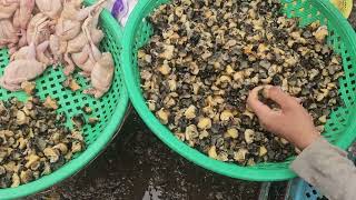 Snail Meat