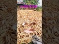 soyabean walo ki dhanreras #viralvideo  #farming #viralshorts #diwali
