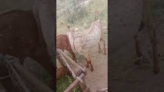 #foryou #Cow #Qurbani #eiduladha #Bakraeid #farming #farmer #Goat #Bakra #Dumba #Beauty #Pakistan