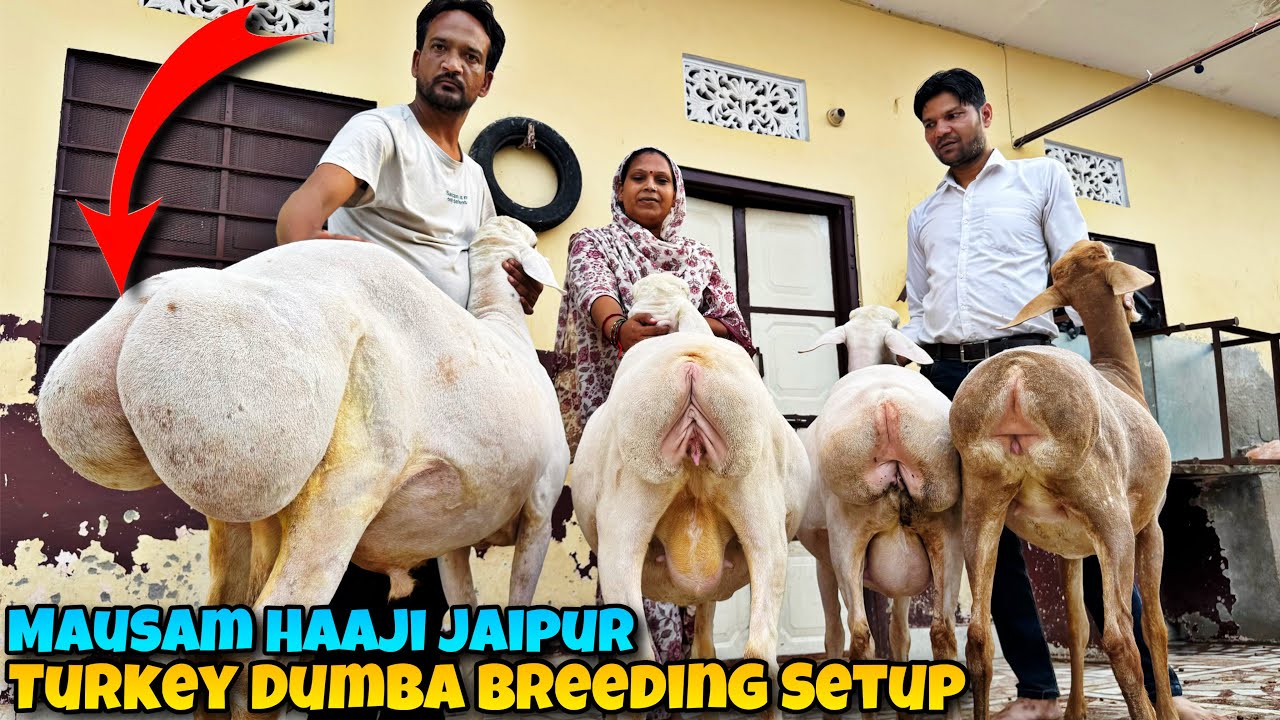 EXTREME Turkey DUMBA Breeding Setup of MAUSAM Haaji at Jaipur Rajasthan 🤩