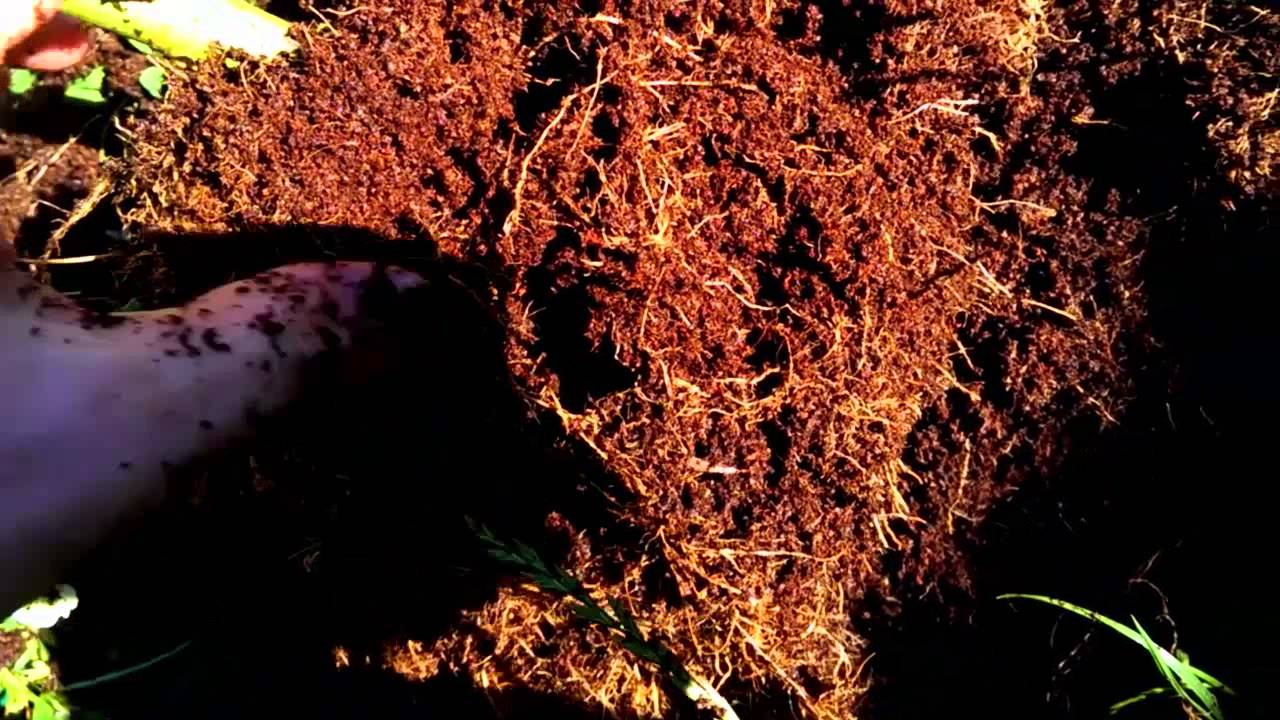 How to get huge roots and grow huge plants YouTube