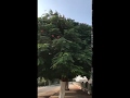 شجرة البونسيانا Delonix regia