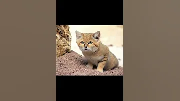 Барханный кот или арабская песчаная кошка самая маленькая представительница диких кошек