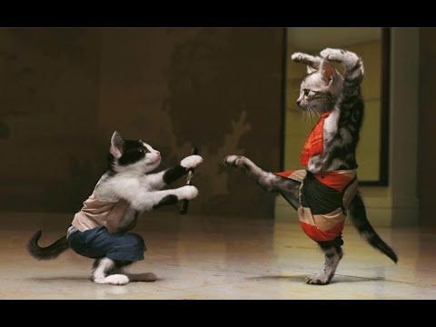 funny-videos-2014-:-funny-cats-videos-ever---funny-cats-video---funny-animals---funny-animal