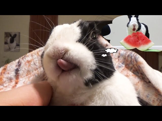 Sleeping rabbit eating watermelon ASMR