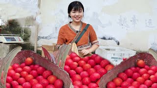 The price of a kilogram of crisp persimmon in 3.5 yuan has doubled! If you can't earn 500 yuan  you