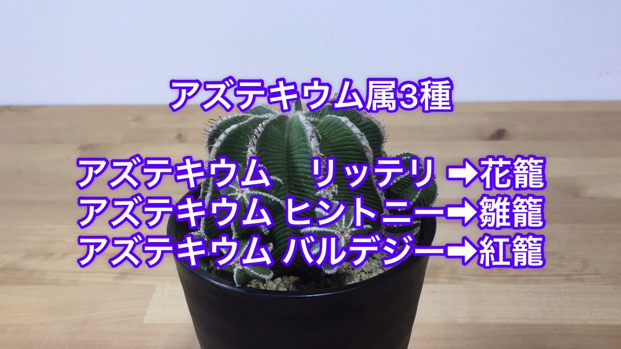 アズテキウム・ヒントニー🌵】植物を見ながら話をする動画 10 - YouTube
