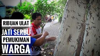 Geli! Ulat Jati Serbu Rumah Warga - NET. JATIM