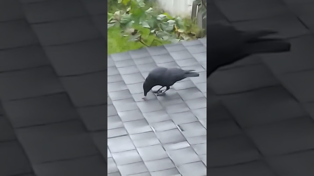 Crow swallows mouse! 