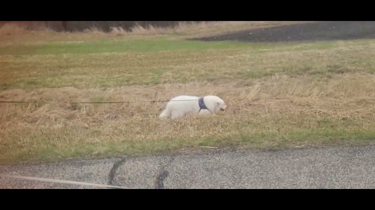 Chiefers enjoying a ditch full of water