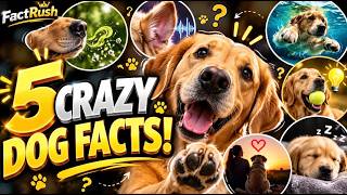 Information 5 Crazy Dog Facts You Probably Didn't Know! 🐶🤯 Update