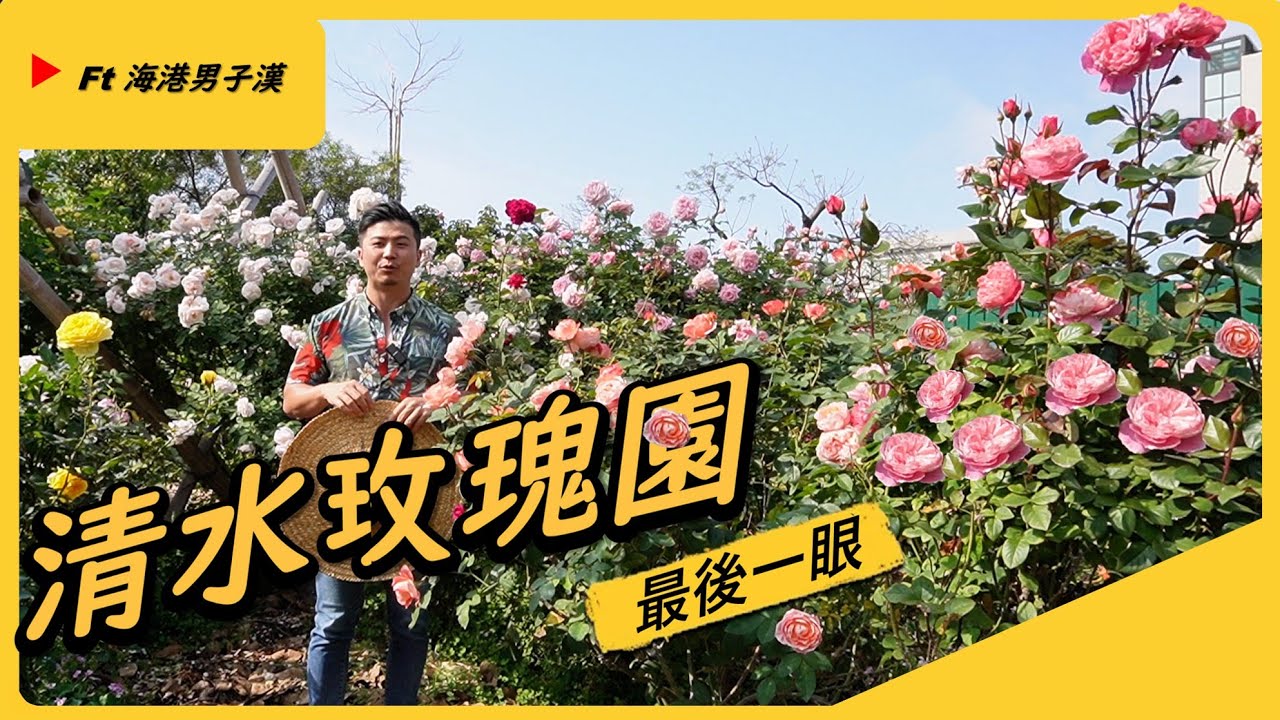 【清水玫瑰園】Rose garden 你看過跟龍眼樹一樣粗的玫瑰嗎?位於海風吹拂的台中清水，有一片男子漢的玫瑰園，今天就讓我們一起去看看玫瑰園🌹最後的身影吧。＃愛種花的伊恩＃清水玫瑰園＃玫瑰