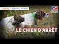 Choisir son chien darrt  chassonscom x centrale canine