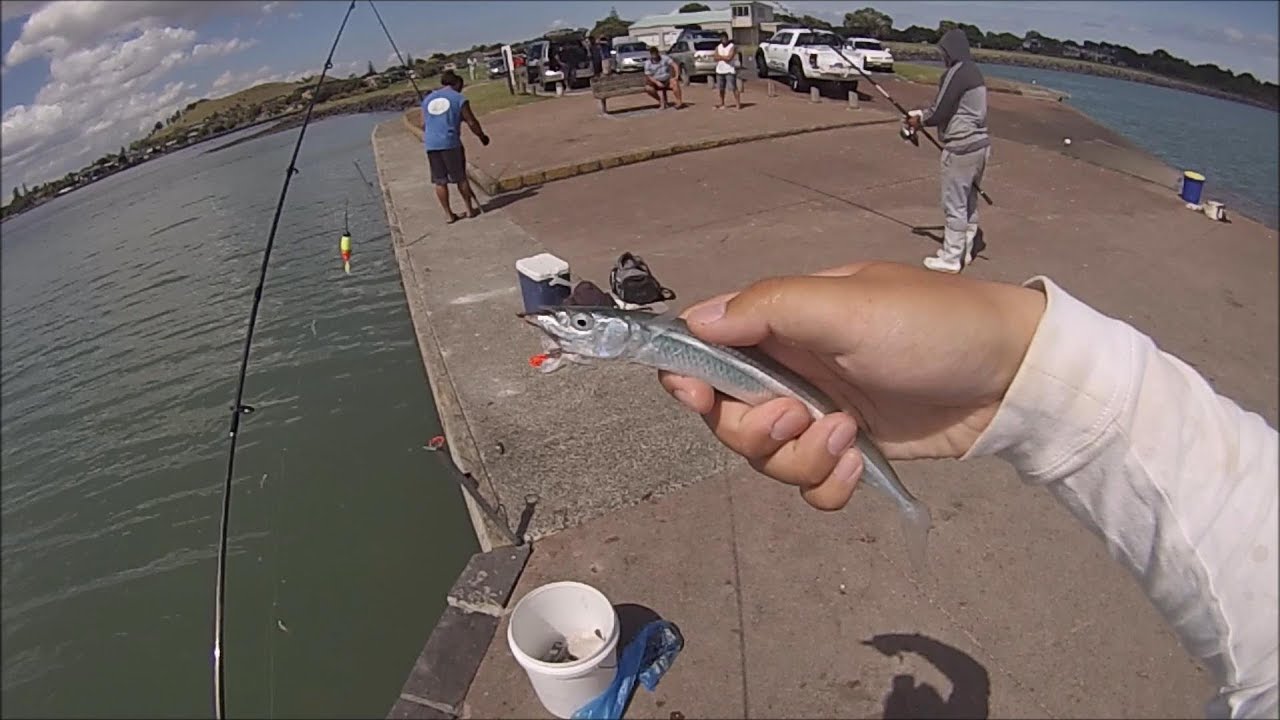 NZ Fishing Basic Float Fishing for Piper, Mackerel and Mullet YouTube