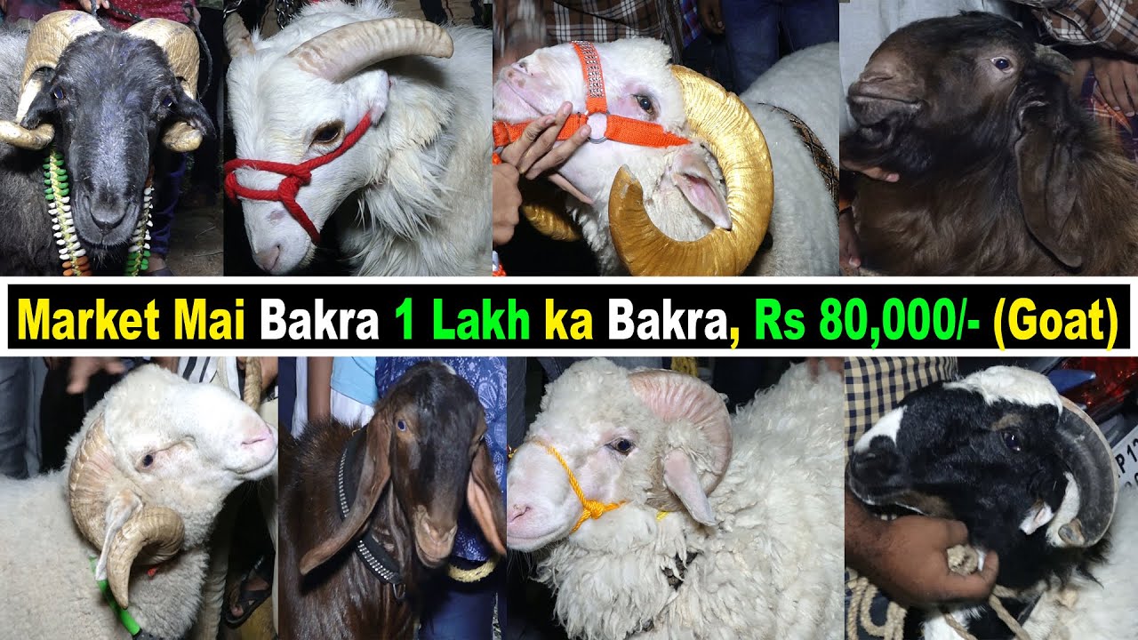 Hyderabad Bakra (Goat) Market | 1 Lakh ka Bakra | Rs 80,000/- Bakra | Sasta Bakre | Ali Khan Chotu