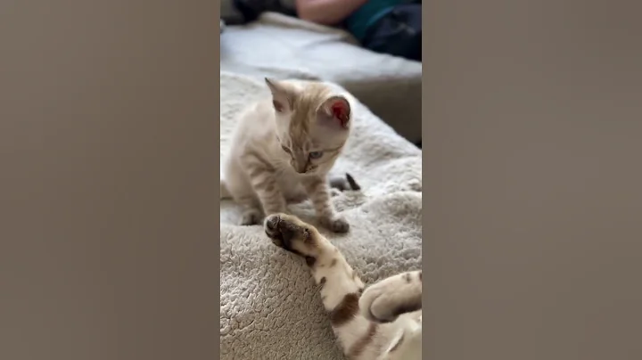 Video 10943331: snow lynx bengal kitten, bengalcat bengals kittens, cute bengal kitten