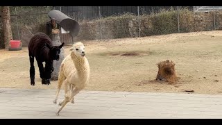 Llama Attack
