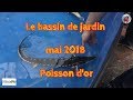 Le bassin de jardin mai 2018 poisson dor