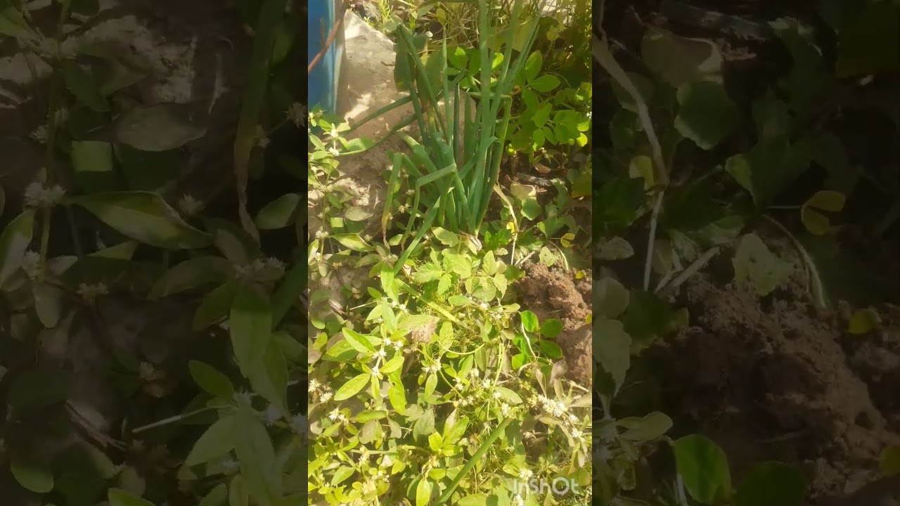 வேர்க்கடலை செடி வளர்ப்பு முறை 