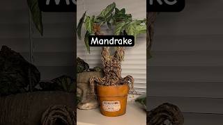 How to make Mandrake from HP papier mache #harrypotter #diy #craft #mandrake #artist