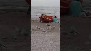 чайки ходят по песку, моряку сулят тоску*ОДЕССА*ЛУЗАНОВКА