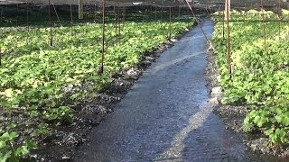 長野安曇野　大王わさび農場　　Daiou Wasabi farm in Azumino Nagano Japan．