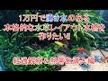 No.025　【1万円チャンレジ】第3回　経過観察＆熱帯魚導入編