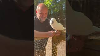 Buster the cockatoo visits hens, doesn’t want to drop the mic. 12 hrs & Albert works in Ohio