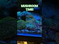 Mushroom Anemone Collection. #coral #reeftank #aquarium
