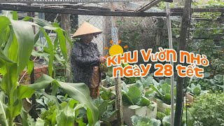 Khu vườn nhỏ ngày 28 tết Giáp Thìn | Miền Tây Quê Mẹ