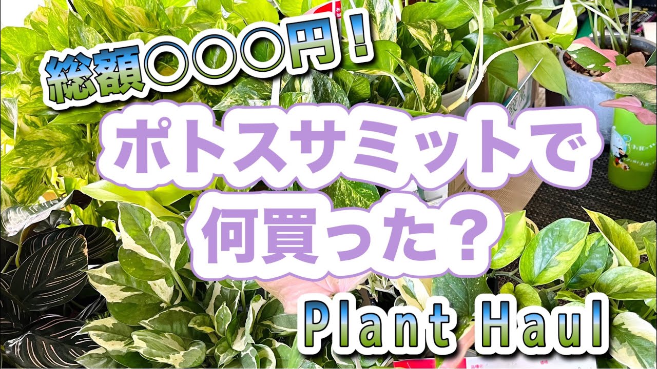 JPSジャパンポトスサミット購入品紹介【購入総額】