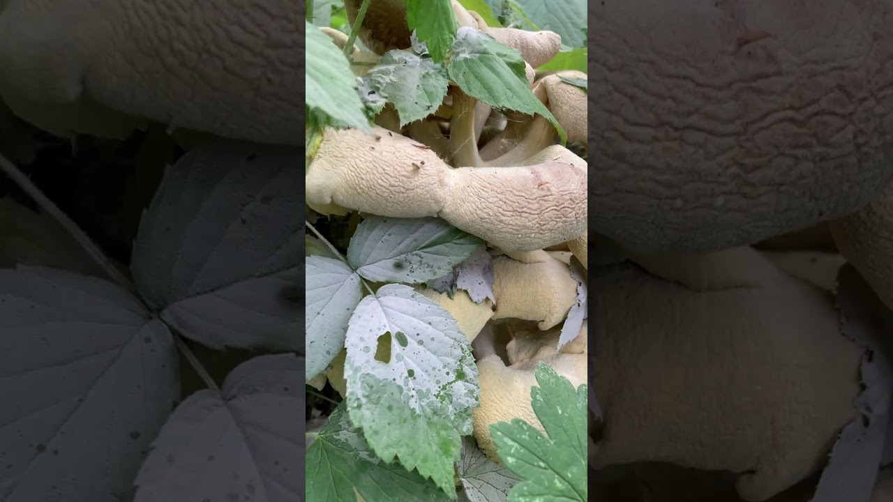 Вы можете увидеть все споры