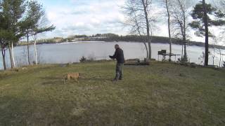 Teaching Your Dog to Fetch For Fun