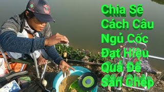 Câu Đài - Chia Sẽ Cách Săn Cá Chép Thiên Nhiên Và Bán Tự Nhiên Bằng Bài Ngủ Cốc Số 2