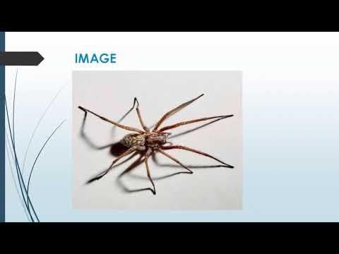 Best Spider Control in Diggers Rest