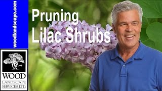 Lilac Bushes: Tom's Tip on Pruning Back Your Lilacs