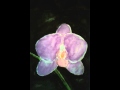 Orchid watercolor painting