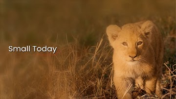 All About Nippon India Small Cap Fund | Nippon India Small Cap Fund | Small Cap Fund | NIMF