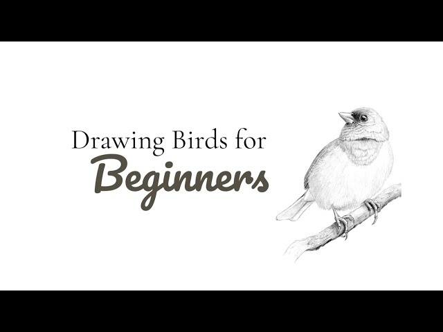 How to Draw a Bird – Wildsight