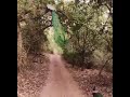peacock flying